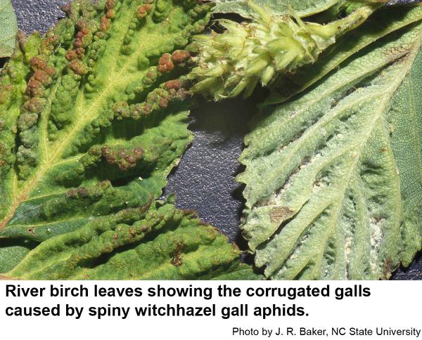 Spiny witchhazel gall aphids cause corrugated galls on river bir